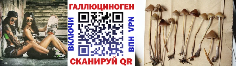 наркошоп  Пушкино  Псилоцибиновые грибы GOLDEN TEACHER 